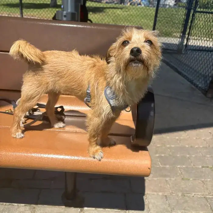 A small terrier relaxing on a bench in Marina del Rey