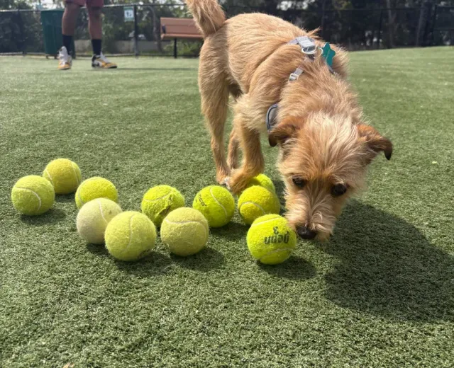 Small dog daycare Marina del Rey, a small dog playing with tennis balls on the grass
