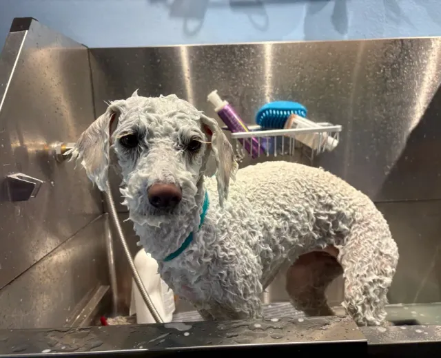 Dog grooming Marina del Rey, a small dog being bathed in the grooming tub